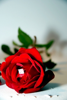 Engagement Rose